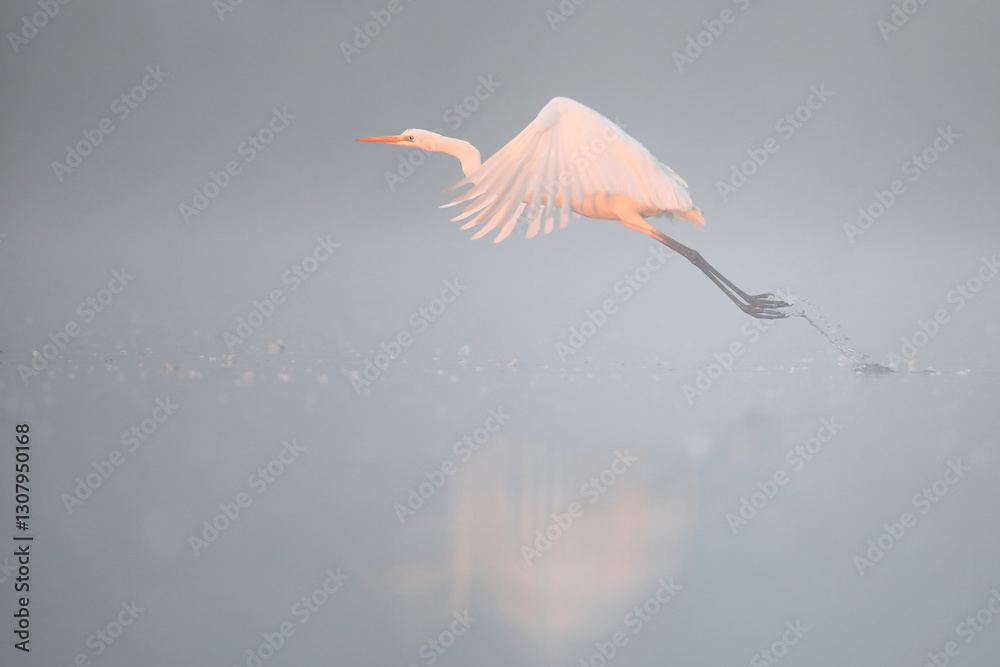 Czapla biała (Ardea alba), white heron