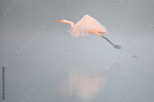 Obraz na płótnie Czapla biała (Ardea alba), white heron w salonie
