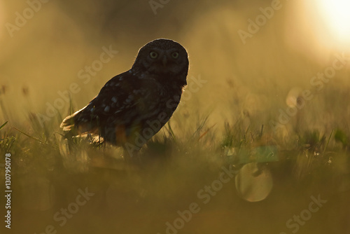 Obraz na płótnie Pójdźka (Athene noctua), little owl w salonie