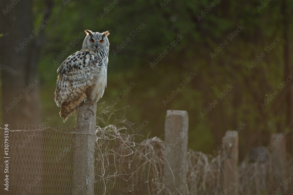 Puchacz (Bubo bubo), eagle owl