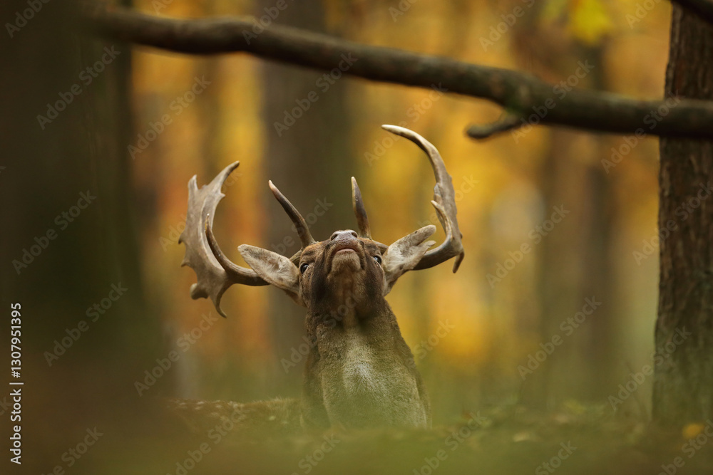 Daniel (Dama dama), fallow deer