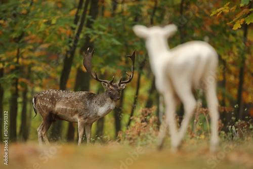 Obraz na płótnie Daniel (Dama dama), fallow deer w salonie