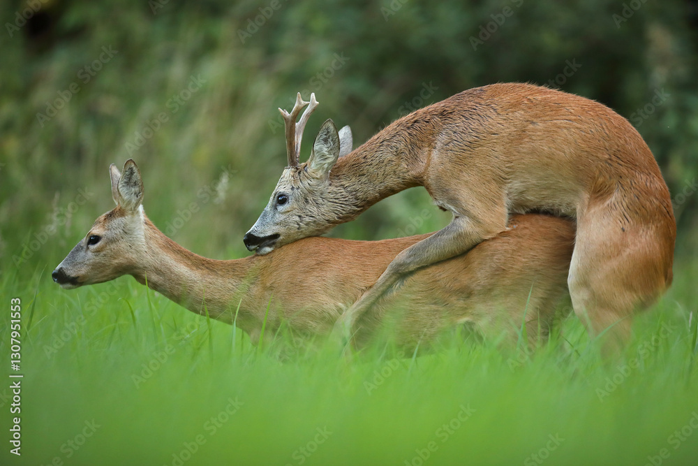 Sarna (Capreolus), roe deer
