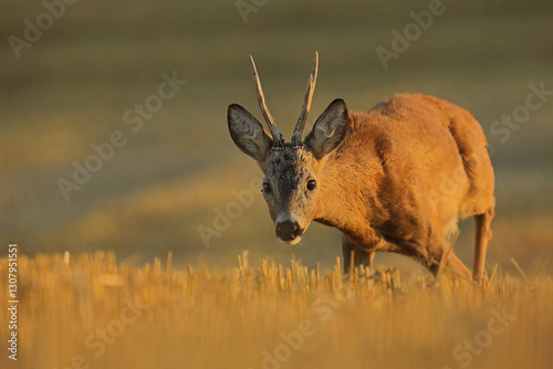 Fototapeta Naklejka Na Ścianę i Meble -  Sarna (Capreolus), roe deer