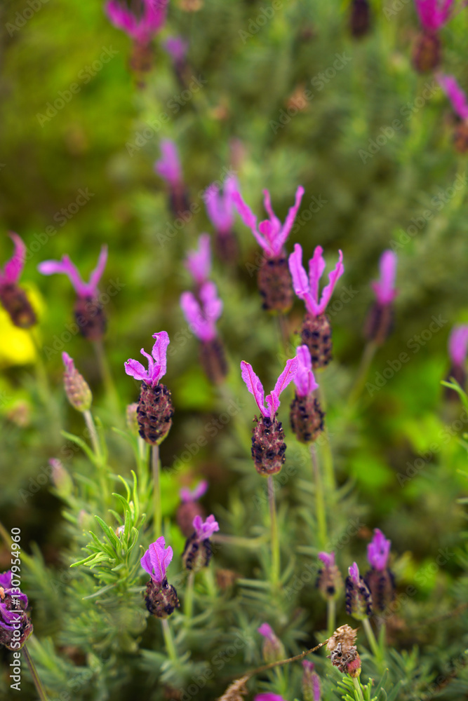 Natural lavender bushes closeup at sunset outdoors background Natural lavender bushes closeup at sunset outdoors background