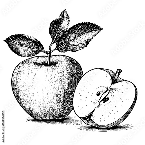 Engraved illustration of a fresh apple and its sliced counterpart on a canvas, capturing nature’s beauty in fine detail
