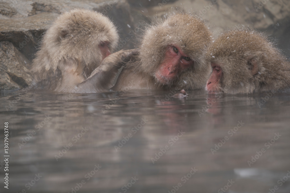 Naklejka premium Snow monkey, Japanese macaque, primate
