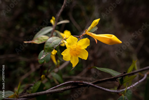 Foto Yellow jessamine grow in the wild in SC