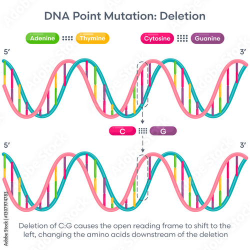 DNA point mutation base pair deletion genetic educational graphic