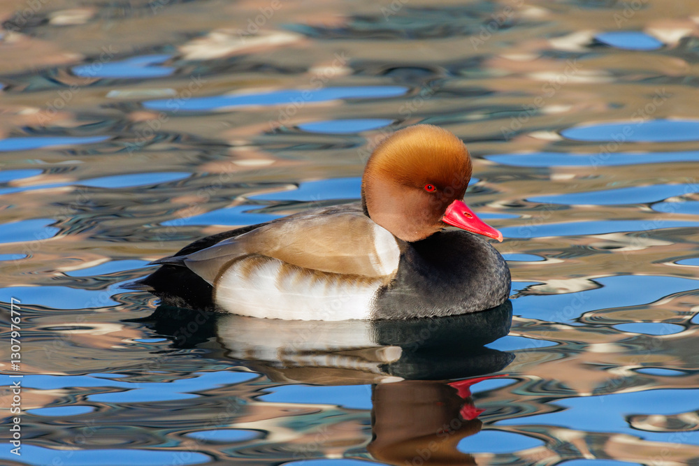 Red crested Pochard
