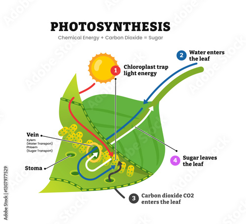 Photosynthesis leaf diagram process, light energy converts to chemical sugars, natural botanical process, plant system. Labeled chloroplast, stoma, vein, sugar, carbon dioxide. Vector illustration