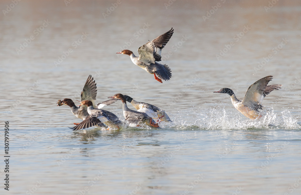Common Merganser bird