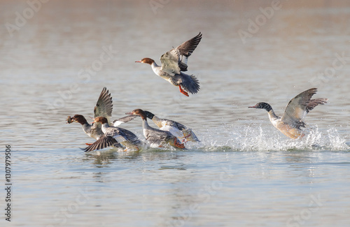 Obraz na płótnie Common Merganser bird w salonie