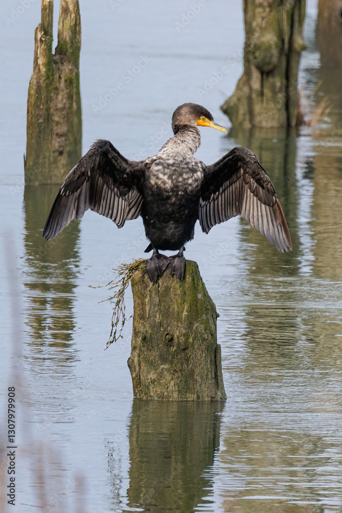 Double crested Cormorant