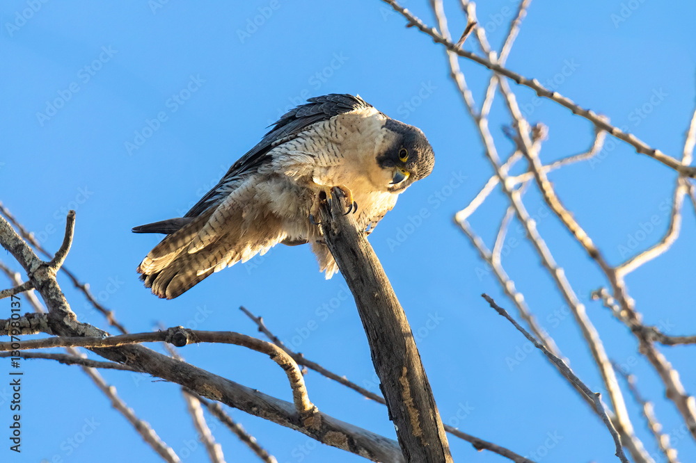Peregrine Falcon bird