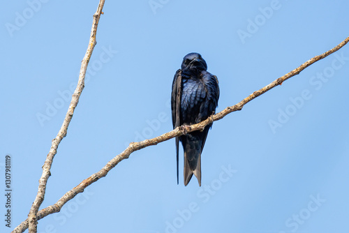 Purple Martin bird