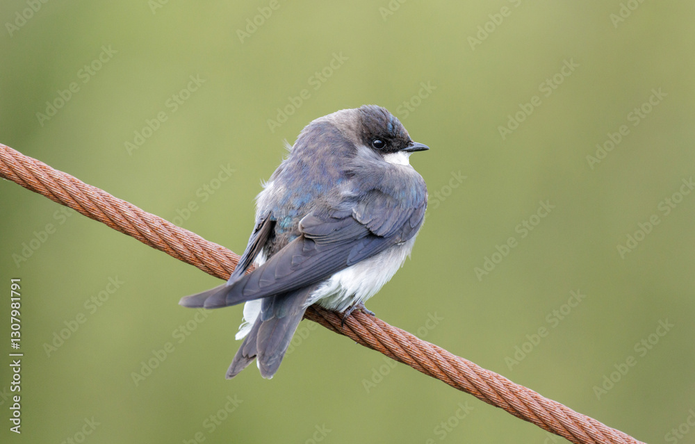 Tree swallow bird