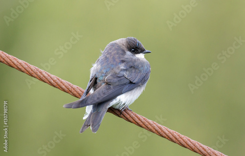 Obraz na płótnie Tree swallow bird w salonie