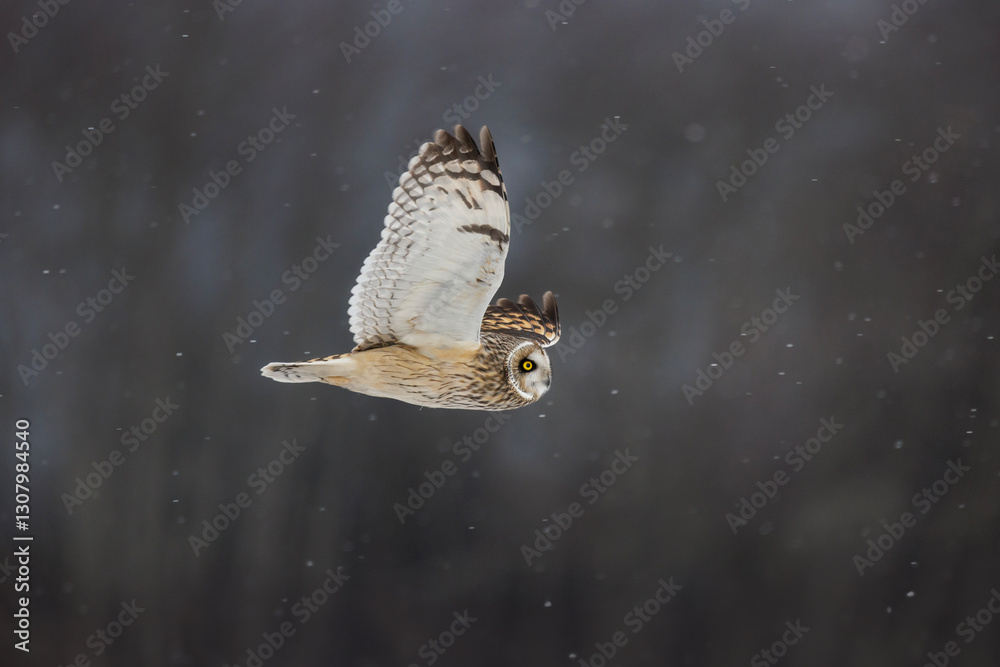 Short eared owl
