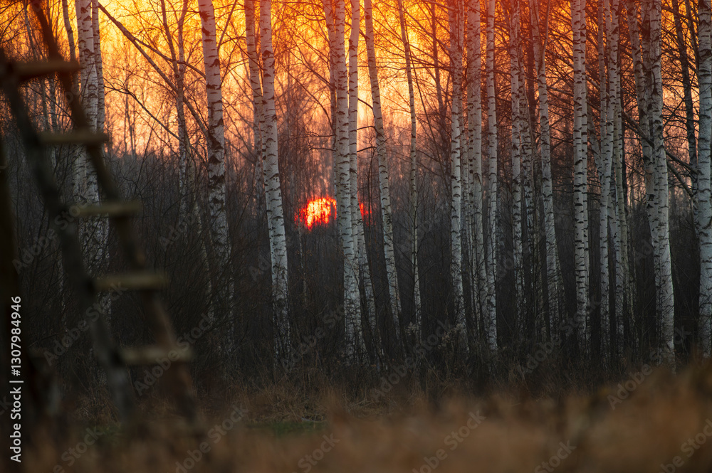 Obraz premium Beautiful Birch Tree Grove during cold Autumn sunrise in the forest
