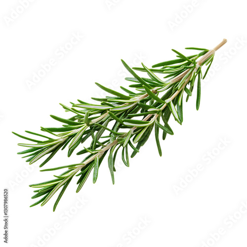 Fototapeta Naklejka Na Ścianę i Meble -  A sprig of fresh rosemary isolated on white