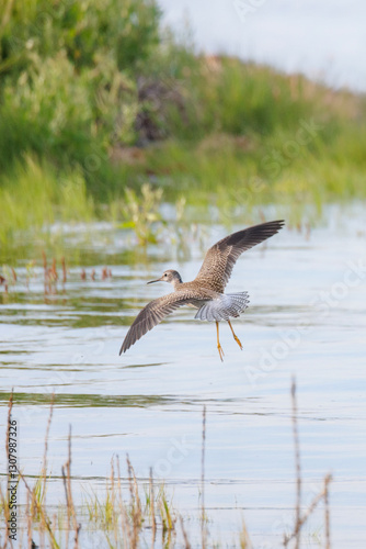 Lesser yellowlegs bird
