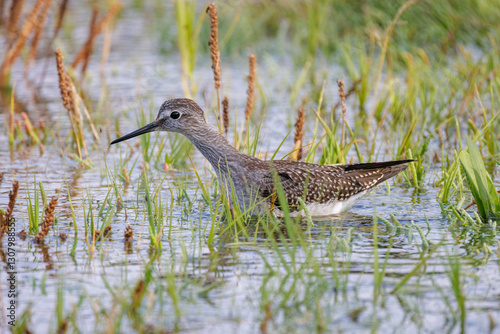 Obraz na płótnie Lesser yellowlegs bird w salonie
