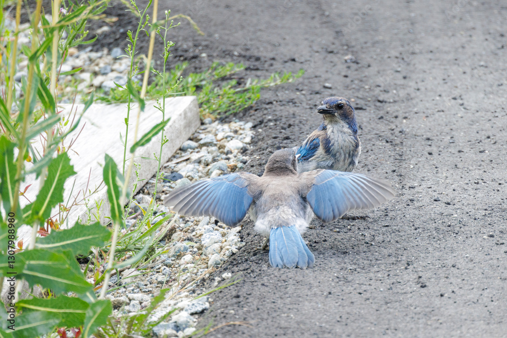 California scrub jay bird