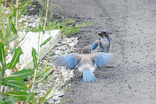 Obraz na płótnie California scrub jay bird w salonie