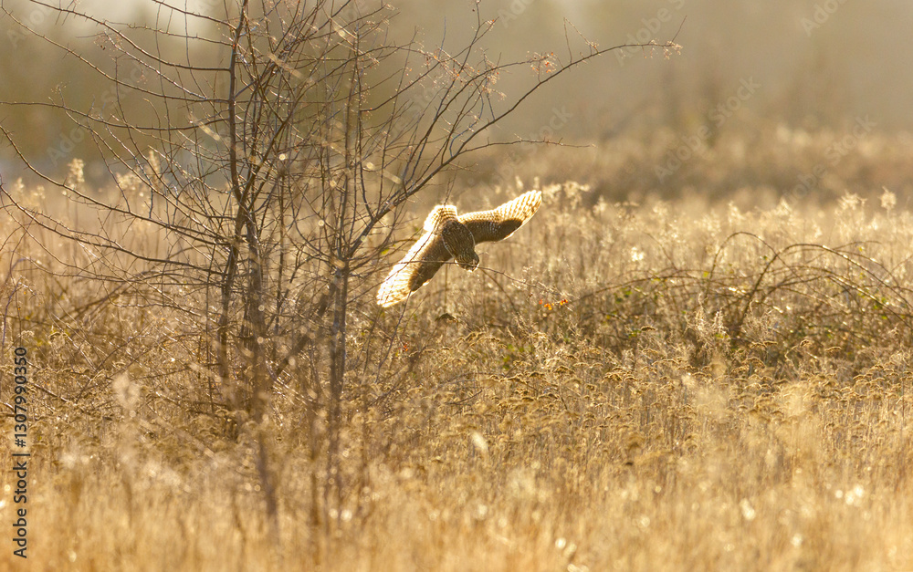 Short eared owl