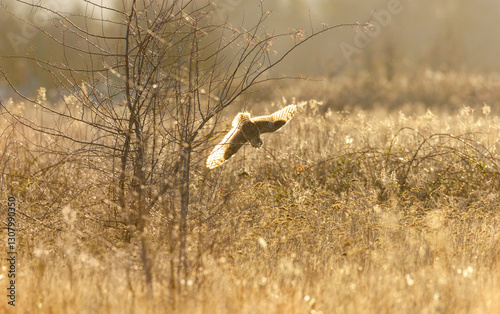 Obraz na płótnie Short eared owl w salonie