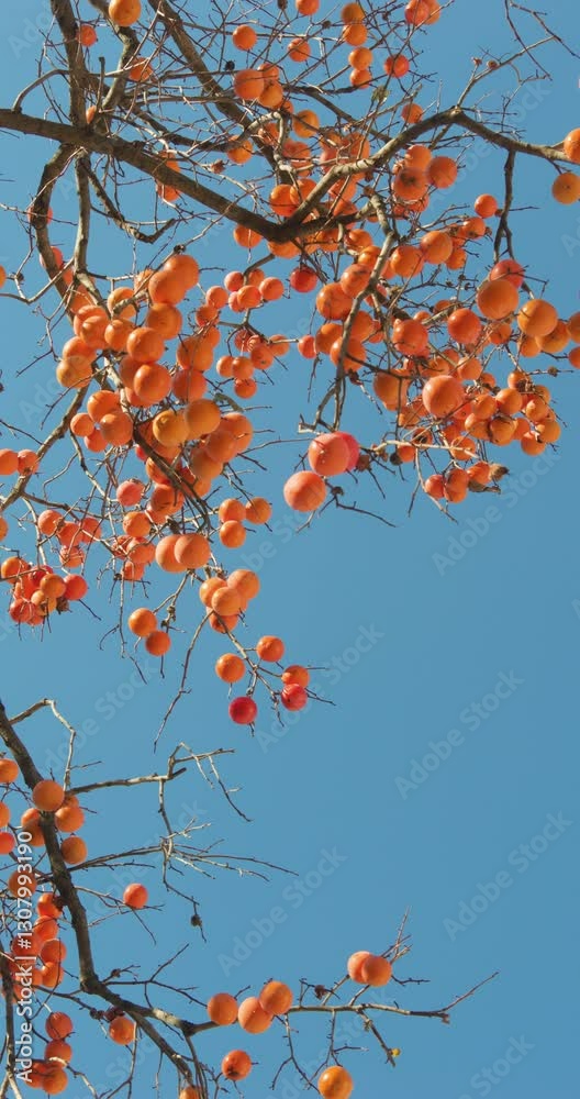 Harvest persimmon trees outdoors in autumn Harvest persimmon trees outdoors in autumn