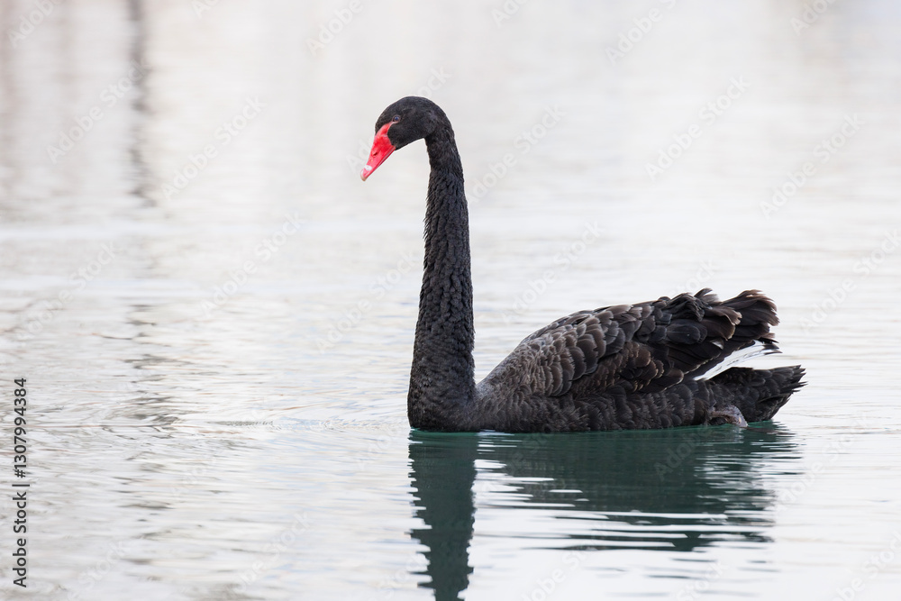 Black swan