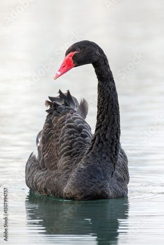 Fototapeta Naklejka Na Ścianę i Meble -  Black swan