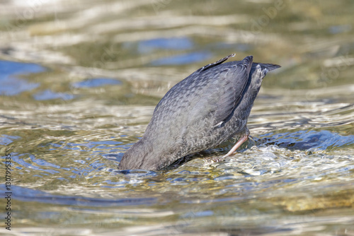 Obraz na płótnie American dipper bird w salonie