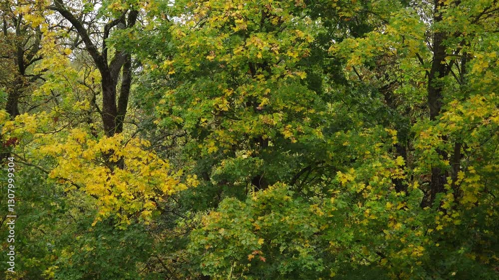 Maple trees in early autumn exhibit a stunning display of green and yellow leaves illuminated by soft shady daylight. This forest scene captures the transition of seasons in a natural environment. Maple trees in early autumn exhibit a stunning display of green and yellow leaves illuminated by soft shady daylight. This forest scene captures the transition of seasons in a natural environment.