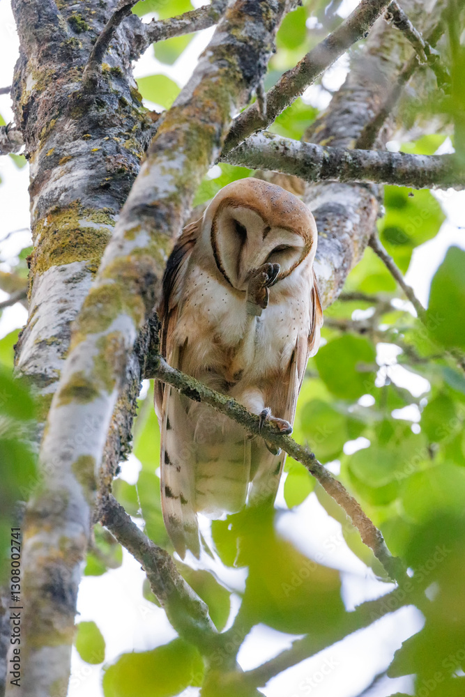 Barn owl