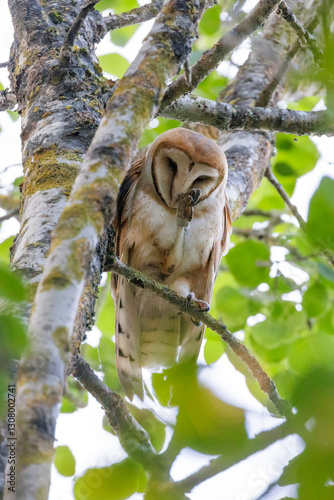 Obraz na płótnie Barn owl w salonie