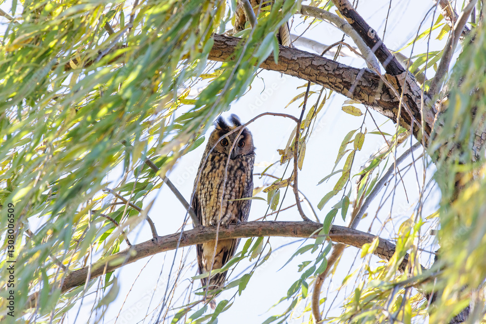 Long eared owl
