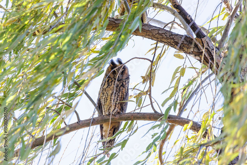 Obraz na płótnie Long eared owl w salonie