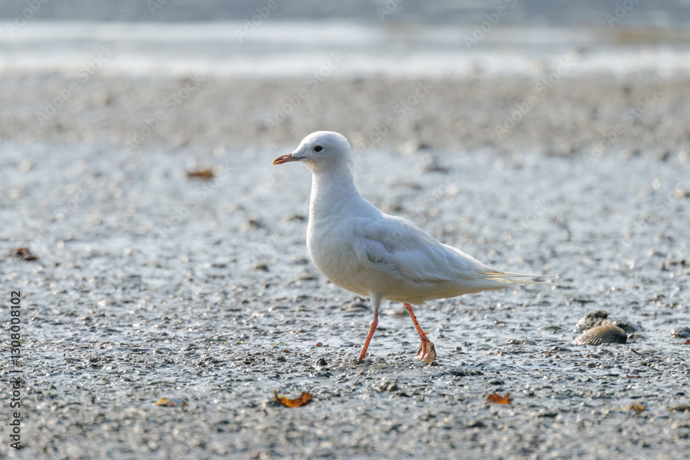 Leucistic Short-billed Gull