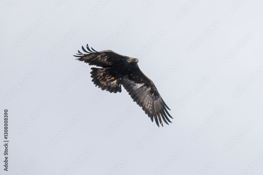 Golden eagle