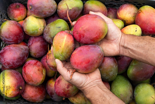Mangifera indica - Mango tommy in the hands of the farmer in the Colombian market square