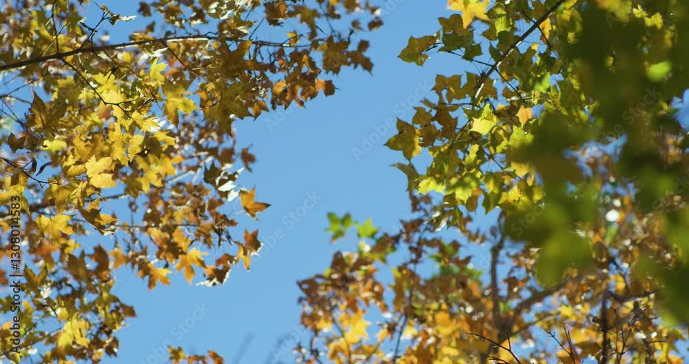 Appreciating autumn leaves in late autumn and enjoying autumn Appreciating autumn leaves in late autumn and enjoying autumn