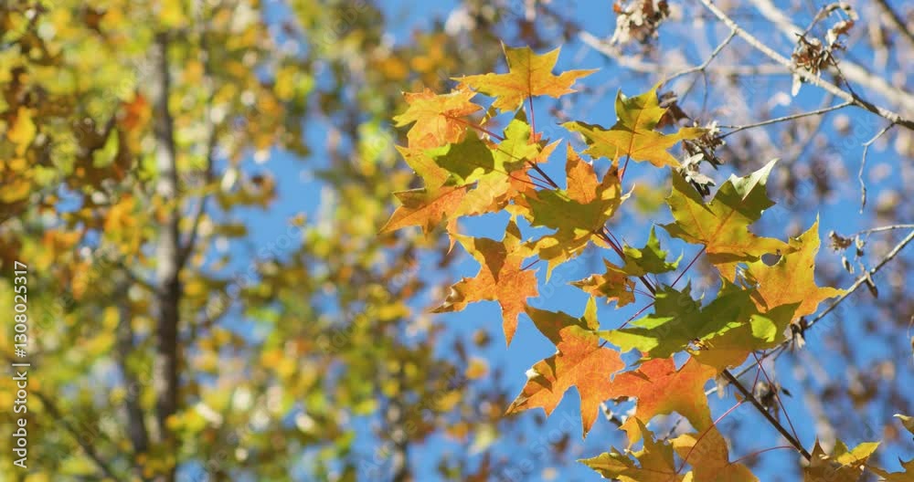 Appreciating autumn leaves in late autumn and enjoying autumn Appreciating autumn leaves in late autumn and enjoying autumn