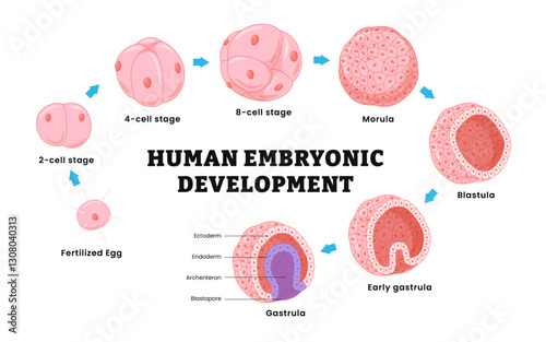 Human fertilization and human embryonic development stages, or human embryogenesis from zygote to gastrula, Zygote, 2-cell, morula, blastula, gastrula. Vector medical illustration.