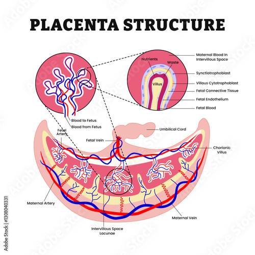 Placenta structure and circulation anatomy diagram poster, medical illustration. Human fetus anatomy, Structure of the chorionic villus, fetal part of the placenta, labaled umbilical cord.