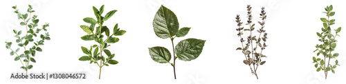 Wallpaper Mural Variety of Fresh Green Herbs on White Background for Culinary Use, isolated on transparent background Torontodigital.ca