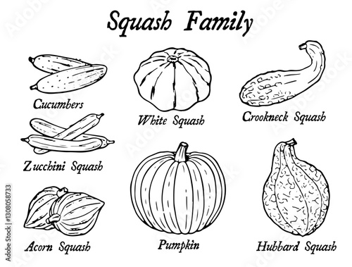 Squash Vegetables Icon Set, Vintage Style Vector Illustration