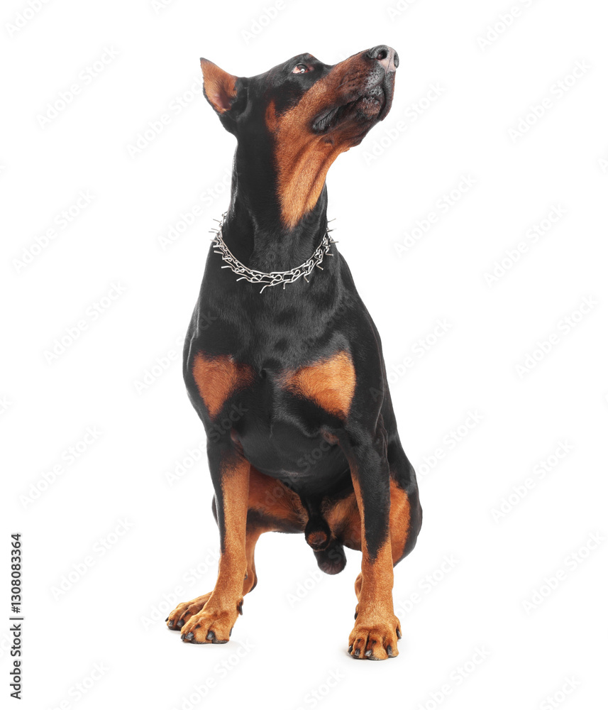 Fototapeta premium Adorable Doberman sitting on white background. Domestic pet